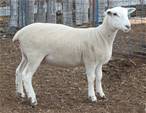 Sheep Trax Mallory 397M